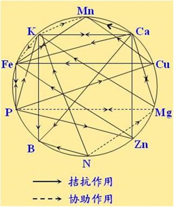 原料型鉀肥和鎂肥為什么會發生拮抗？