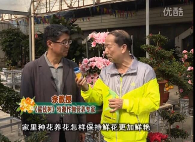 20160118珠江臺搖錢樹：家庭花卉用綠夫人600度鮮花營養(yǎng)液，花開鮮艷、花期長