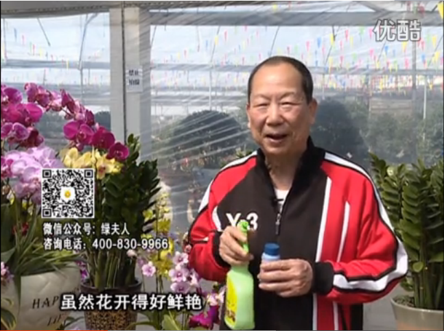 20160314珠江臺搖錢樹：家種鮮花、鮮切花，用綠夫人600度鮮花液?；ㄆG、花期長