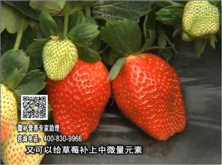 20170123珠江臺搖錢樹：草莓用微補方案，促根苗壯、開花坐果好